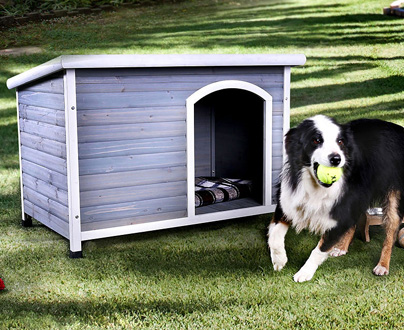 Click here for Pet Accessories